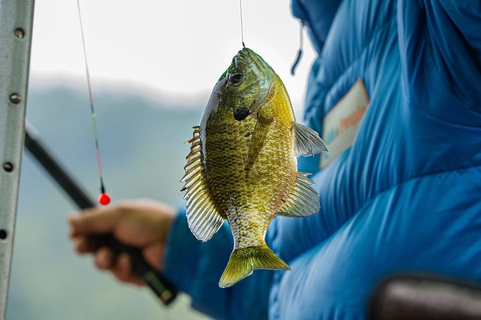 Kapan Waktu Terbaik mancing Buat Dapet Ikan Banyak? Ini Jam Sakti Pemancing