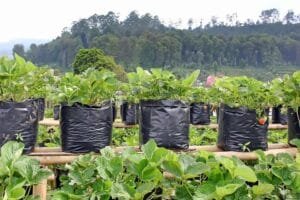 Makin Populer di Perkotaan, Ini 6 Tanaman Buah yang Cocok Ditanam di Polybag