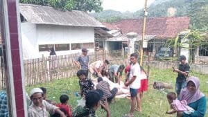 Sapi Kurban PT Berkat Cawan Energi Berlanjut, Warga Tiga Daerah Terdampak PLTA Cimandiri 3 Nikmati Kebahagiaan Idul Adha