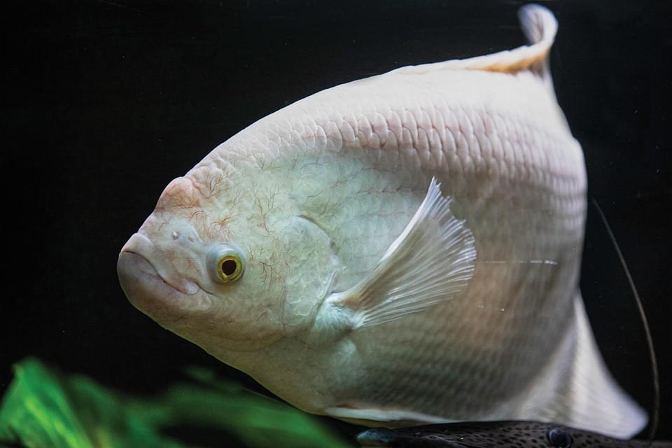 Strike Ikan Gurame! Tips Jitu Memancing Berdasarkan Habitat & Kebiasaan Makannya