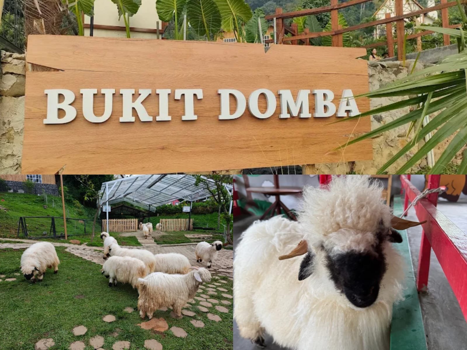 Akhir Pekan Seru Bareng Keluarga di Wisata Bukit Domba Sentul!
