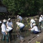 Beauty for a Better Life AMOREPACIFIC Tanam Mangrove di Lombok, Wujud Nyata Kecantikan Berkelanjutan