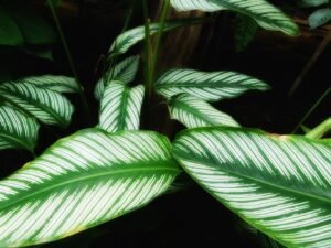 Calathea Si Cantik Berdaun Artistik yang Memikat Pecinta Tanaman Hias