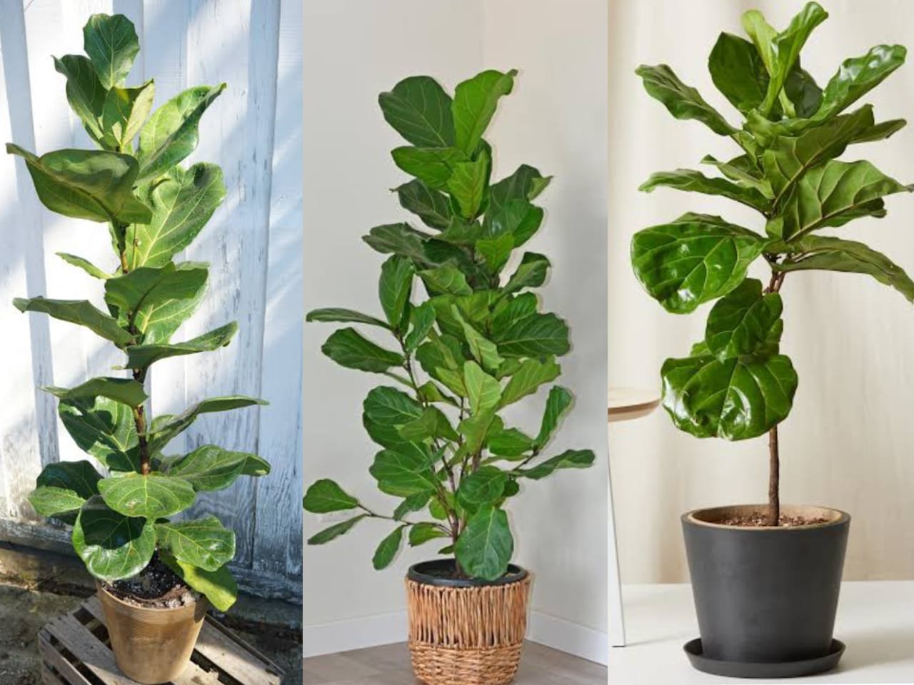 Fiddle Leaf Fig Tanaman Hias Elegan yang Menjadi Primadona Interior Modern