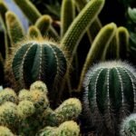 Kaktus Mini & Sukulen: Tanaman Kecil Penuh Pesona, Mudah Dirawat dan Cocok untuk Semua Ruangan