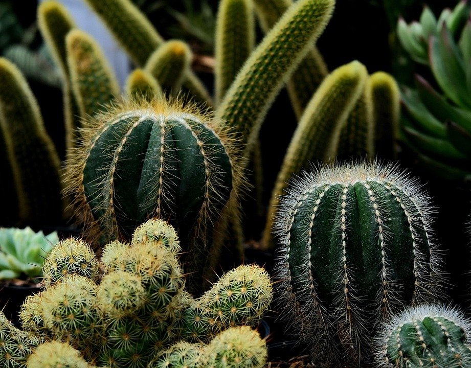 Kaktus Mini & Sukulen: Tanaman Kecil Penuh Pesona, Mudah Dirawat dan Cocok untuk Semua Ruangan