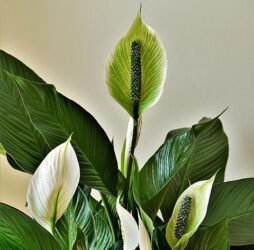Peace Lily (Spathiphyllum) Elegan, Menenangkan, dan Pembersih Udara Alami