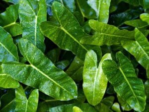 Philodendron, Si Ratu Tropis untuk Dekorasi Indoor yang Stylish