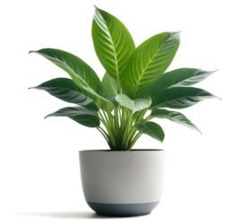 Pot Tanaman: Sentuhan Akhir yang Percantik Interior