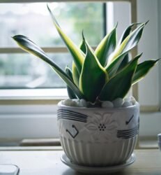 Sansevieria: Si “Lidah Mertua” yang Tangguh, Cantik, dan Penuh Manfaat