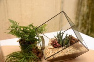 Terrarium Mini Taman dalam Kaca yang Estetik dan Mudah Dirawat