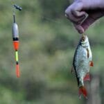 Tips & Trik Tambahan, Cara Membaca Pergerakan Ikan