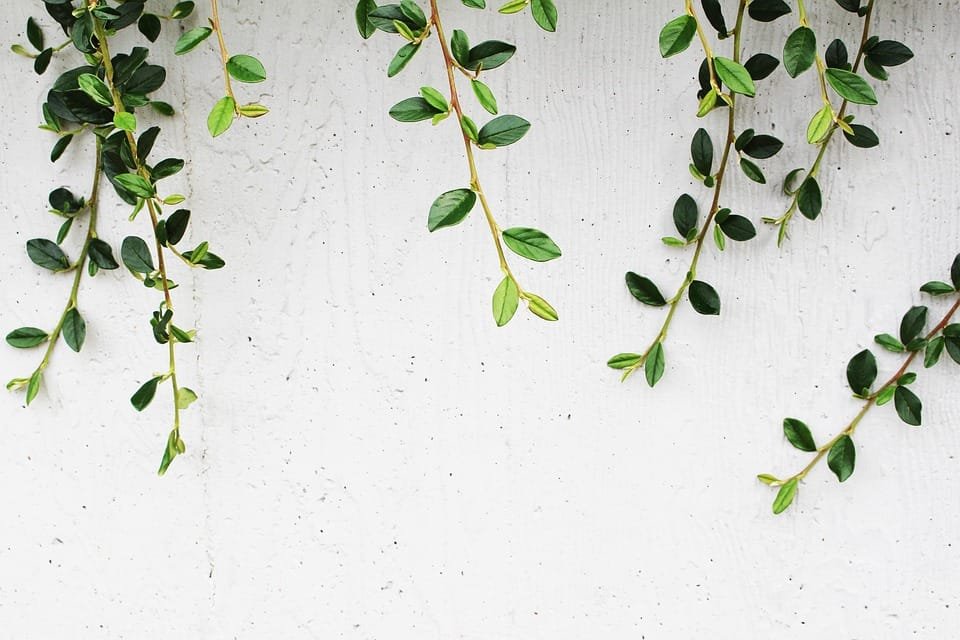 Hadirkan Nuansa Alam di Rumahmu dengan Wall Art Botanical