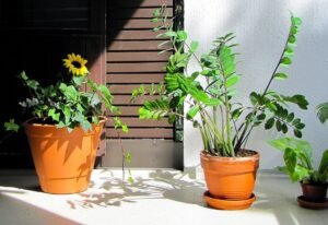 Zamioculcas Zamiifolia (ZZ Plant): Si Tangguh Minimalis yang Bikin Ruang Kerja Lebih Hidup