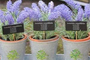 Tanaman Hias Lavender Si Cantik yang Menenangkan dan Multifungsi