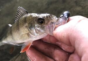 Catch & Release: Kapan Perlu Dilakukan dan Kenapa Ini Penting?