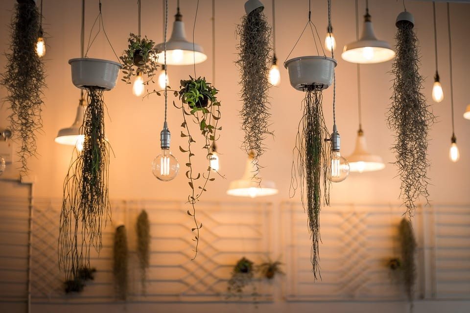 Lampu Tanaman (Grow Light): Solusi Pintar Menanam di Dalam Rumah: