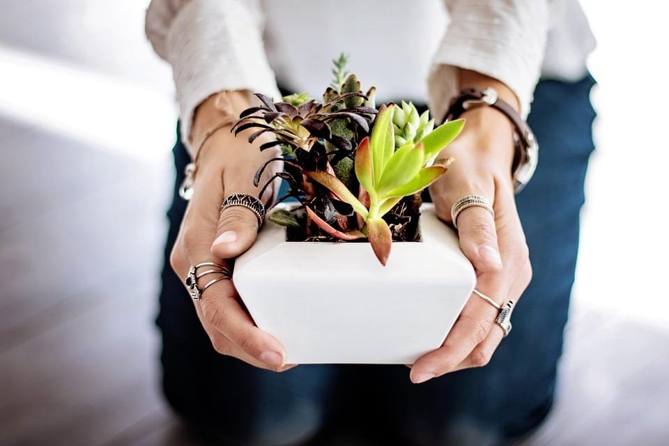 Macrame Plant Hanger: Tanaman Gantung Kekinian yang Estetik dan Fungsional!