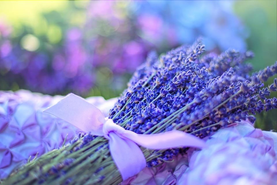 Manfaatkan Tanaman Herbal untuk Pikiran & Tubuh yang Lebih Tenang