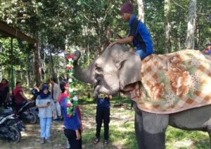 5 Destinasi Wisata Melihat Gajah di Indonesia