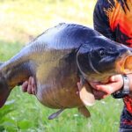 Mancing Ikan Mas dengan Essen Alami: Rahasia Sukses Para Pemancing Pro (dan Kamu Juga Bisa!)