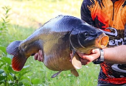 Mancing Ikan Mas dengan Essen Alami: Rahasia Sukses Para Pemancing Pro (dan Kamu Juga Bisa!)