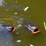 Cara Membuat Umpan Ikan Mas Menggunakan Umpan Putih