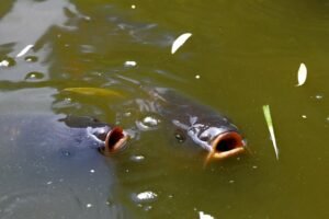 Cara Membuat Umpan Ikan Mas Menggunakan Umpan Putih