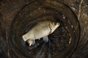 Cara Membuat Umpan Ikan Mas dari Pur Ayam: Simple, Murah, dan Jitu!