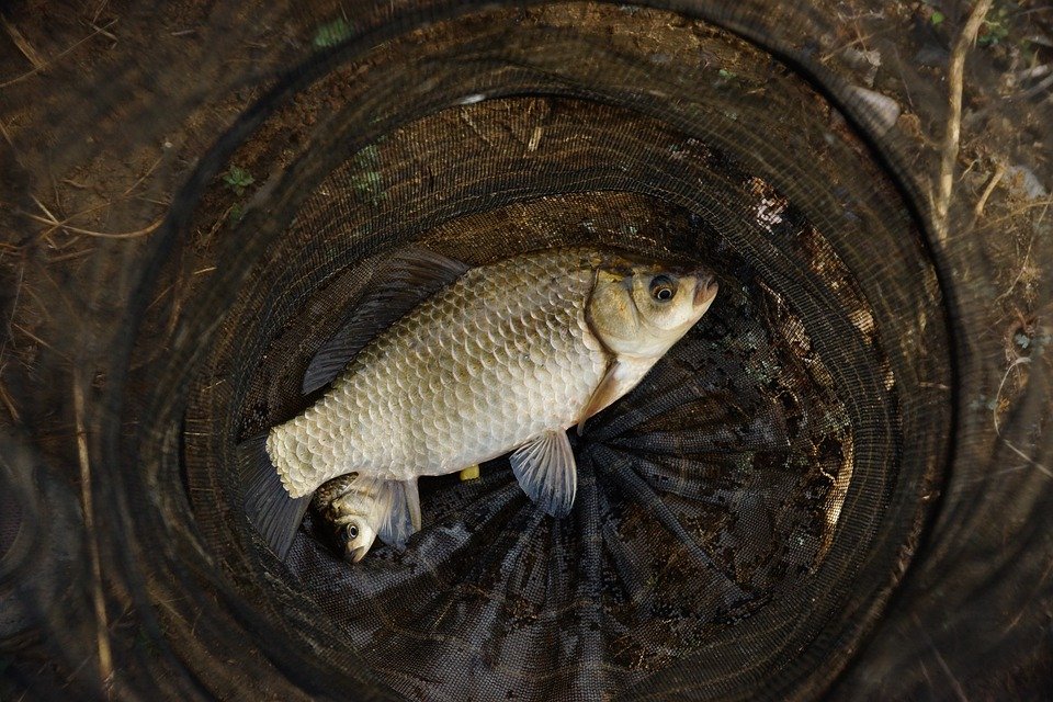 Cara Membuat Umpan Ikan Mas dari Pur Ayam: Simple, Murah, dan Jitu!