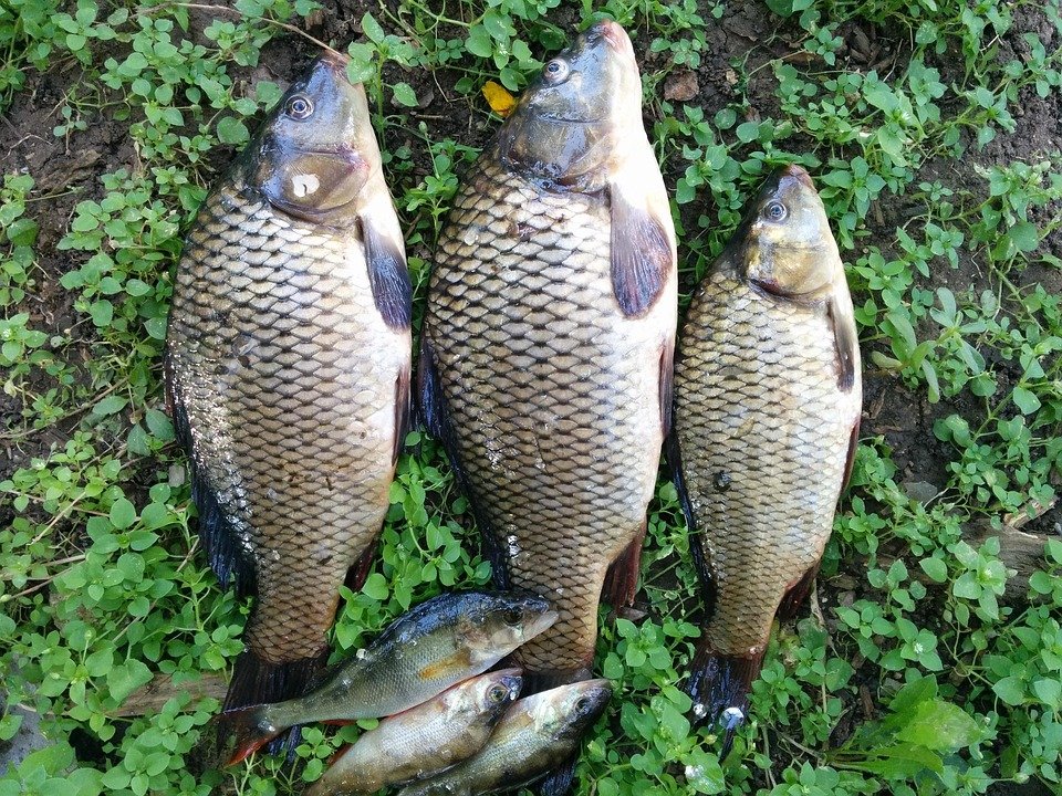 Cara Membuat Umpan Mancing Ikan Mas Menggunakan Telur Bebek