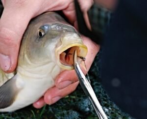 Cara Membuat Umpan Mancing Ikan Mas dari Jagung Manis