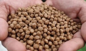 Cara Membuat Umpan Pelet Telur yang Simple, Murah, dan Ampuh Buat Macam-Macam Ikan