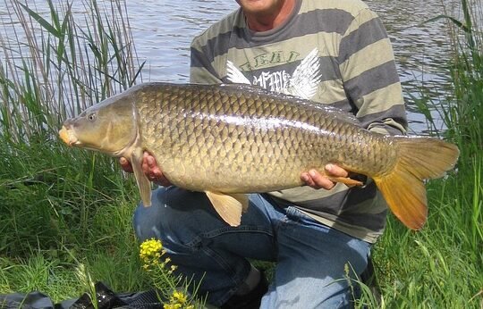 Karakter Ikan Mas, Patin, Bawal, dan Lele di Kolam Pemancingan