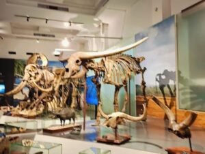 Menjelajah Museum Geologi Bandung: Serunya Belajar Tentang Bumi dan Fosil Raksasa!