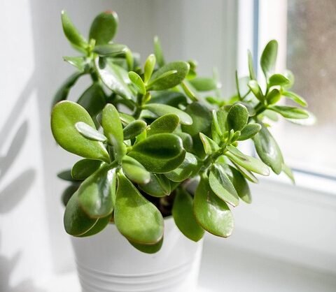 7 Tanaman Pembawa Keberuntungan yang Dipercaya Bikin Rumah Lebih Positif