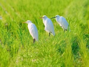 Desa Wisata Ketingan, Surga Pengamat Burung di Sleman Yogyakarta