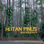 Hutan Pinus Mangunan, Oase Sejuk di Jogja untuk Lepas Penat dan Cari Tenang