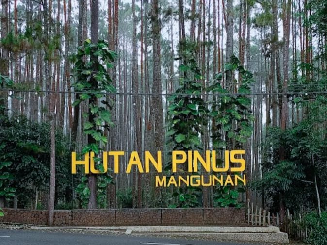 Hutan Pinus Mangunan, Oase Sejuk di Jogja untuk Lepas Penat dan Cari Tenang