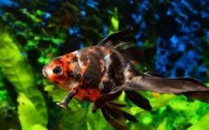 Jenis Hama pada Ikan Hias dan Cara Mengatasinya Agar Tetap Sehat