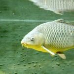 Pola Makan Ikan Mas saat Mancing: Cara Kerja Ngetrik, Ngacir, dan Tanda-Tanda Ikan Induk