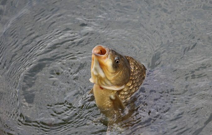 Rahasia Umpan Harian Ikan Mas Endarto (Gembul), Simpel dan Manjur