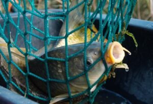 Rahasia Umpan Pelampungan Ikan Mas Endarto, Hanya Rp 75 Ribu Bisa Dicoba