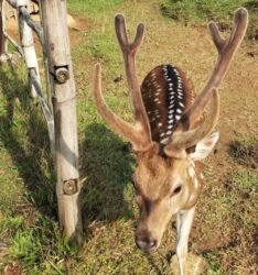 Seru Berinteraksi Langsung dengan Rusa di Penangkaran Rusa Cariu Bogor
