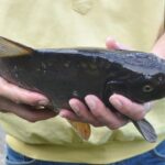 Umpan Murah Meriah untuk Mancing Harian atau Kiloan Ikan Mas, Dijamin Ngehook!