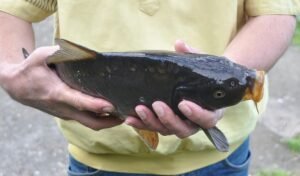 Umpan Murah Meriah untuk Mancing Harian atau Kiloan Ikan Mas, Dijamin Ngehook!