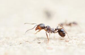 Bingung Kenapa Rumah Banyak Semut? Ini Penyebab dan Cara Mengusirnya