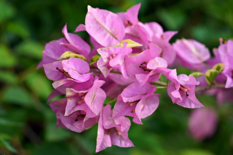 Cara menanam bunga kertas (bugenvil) agar tumbuh subur dan rajin berbunga