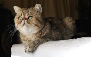 Mengenal Kucing Exotic Shorthair, Kucing Imut Hasil Persilangan Persia