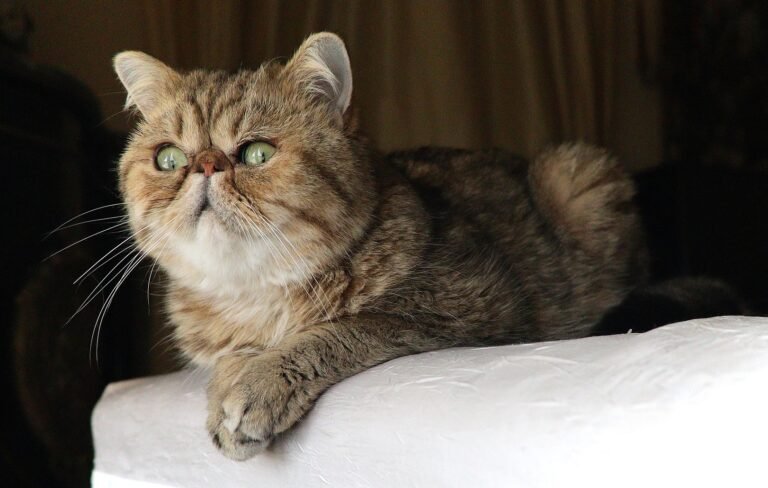 Mengenal Kucing Exotic Shorthair, Kucing Imut Hasil Persilangan Persia